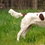 Irish Red and White Setter high definition photo