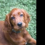 Irish Setter hd photos