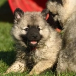 Keeshond hd pics