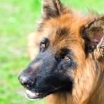 King Shepherd high definition wallpapers