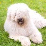 Komondor breed