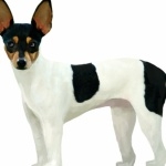 Miniature Fox Terrier hd photos