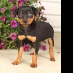 Miniature Pinscher full hd