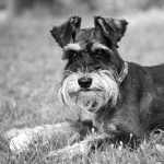 Miniature Schnauzer high definition photo