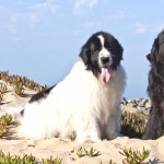 Newfoundland breed hd photos