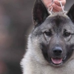 Norwegian Elkhound new wallpapers