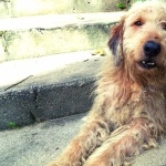 Otterhound 2025