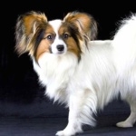 Papillon breed breed