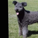 Pumi breed free wallpapers