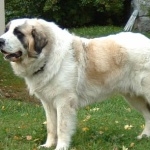 Pyrenean Mastiff wallpapers