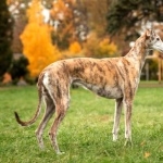 Rampur Greyhound wallpaper