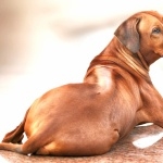 Rhodesian Ridgeback new wallpapers