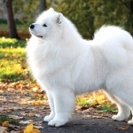 Samoyed breed hd wallpaper