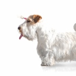 Sealyham Terrier pic