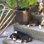 Serbian Tricolour Hound new wallpapers