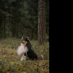 Shetland Sheepdog pics