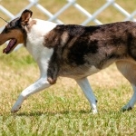 Smooth Collie full hd