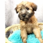 Soft-Coated Wheaten Terrier new photos