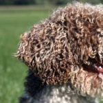 Spanish Water Dog wallpapers hd