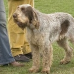 Spinone Italiano wallpaper