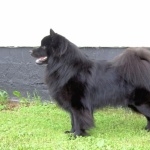 Swedish Lapphund widescreen