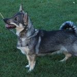 Swedish Vallhund wallpapers hd