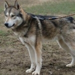 Tamaskan Dog new wallpapers