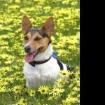 Tenterfield Terrier full hd