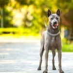 Thai Ridgeback wallpapers for desktop