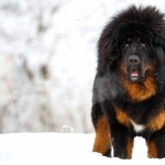 Tibetan Mastiff high definition photo