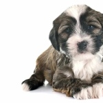 Tibetan Terrier free