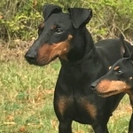 Toy Manchester Terrier pics