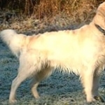 Tweed Water Spaniel breed