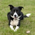 Welsh Sheepdog hd wallpaper