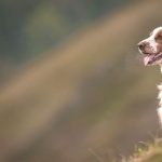 Welsh Springer Spaniel funny