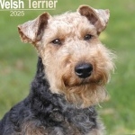 Welsh Terrier wallpaper