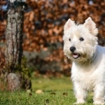 West Highland White Terrier wallpapers for desktop