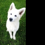 White Shepherd breed