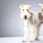 Wire Fox Terrier pic