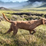 Wirehaired Vizsla new wallpapers