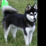 Alaskan Klee Kai new wallpaper