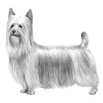 Australian Silky Terrier hd photos