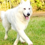 Berger Blanc Suisse hd wallpaper