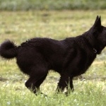 Black Norwegian Elkhound 1080p