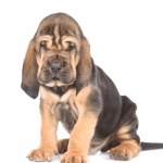 Bloodhound breed