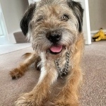 Border Terrier wallpapers