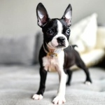 Boston Terrier 1080p