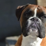 Boxer breed images