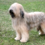 Briard 1080p