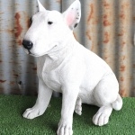 Bull Terrier photos